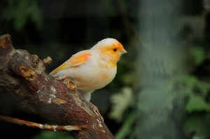 Canary bird