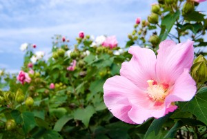 Hibiscus mutabilis