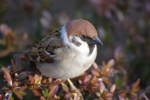 Sparrow